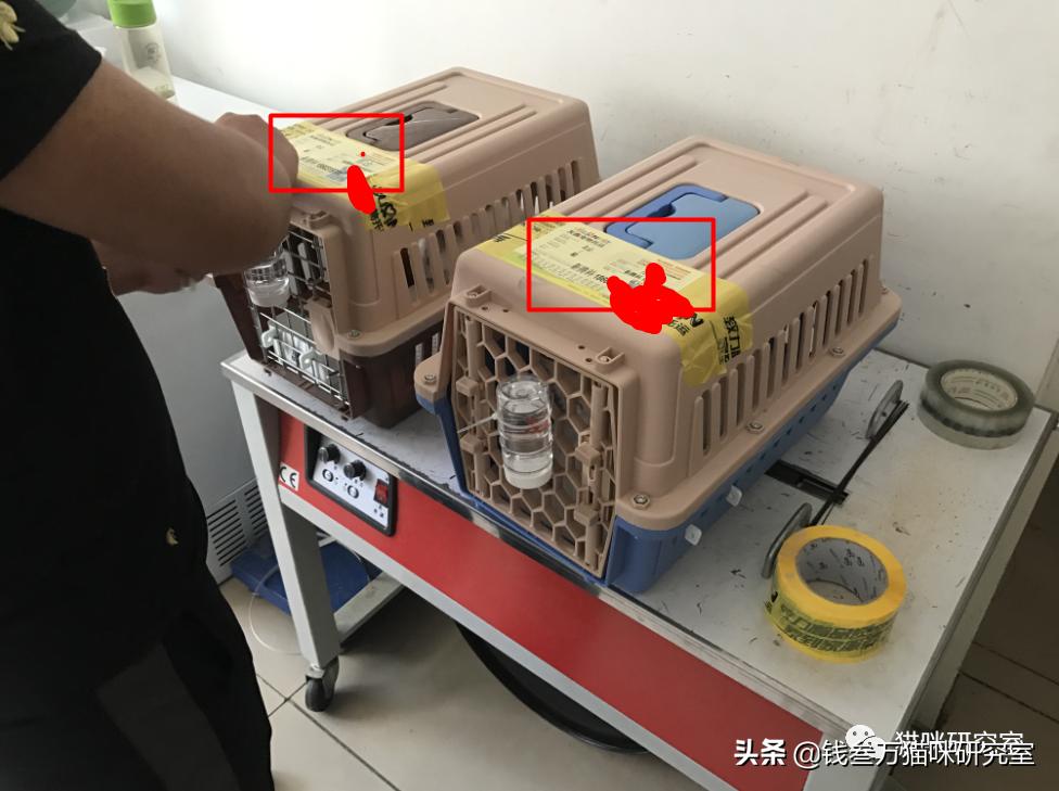 宠物托运全过程狗狗,宠物托运全过程国外