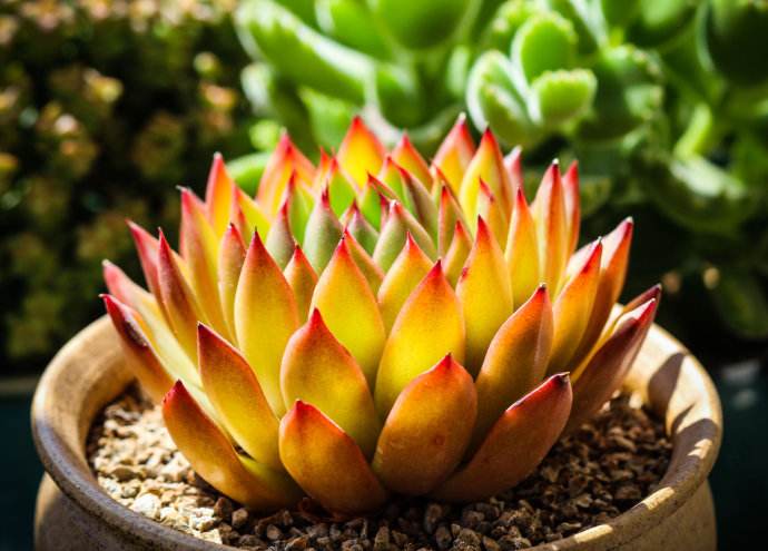 景天科拟石多肉植物,拟石莲属多肉很多人入门养的