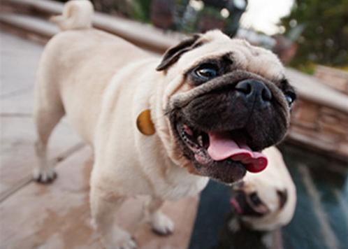 养巴哥注意事项和安全,养巴哥犬有什么要注意的事项