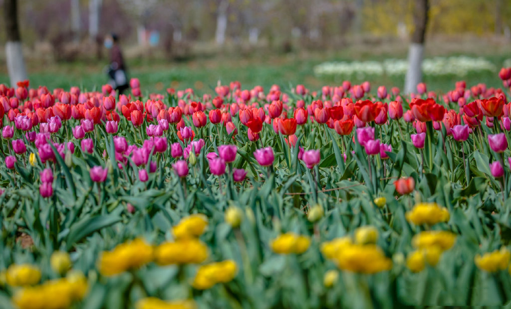 郁金香济南哪里最好,济南万象城郁金香
