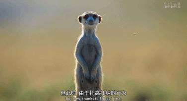 bbc纪录片最值得看的,bbc神级纪录片豆瓣评分超9