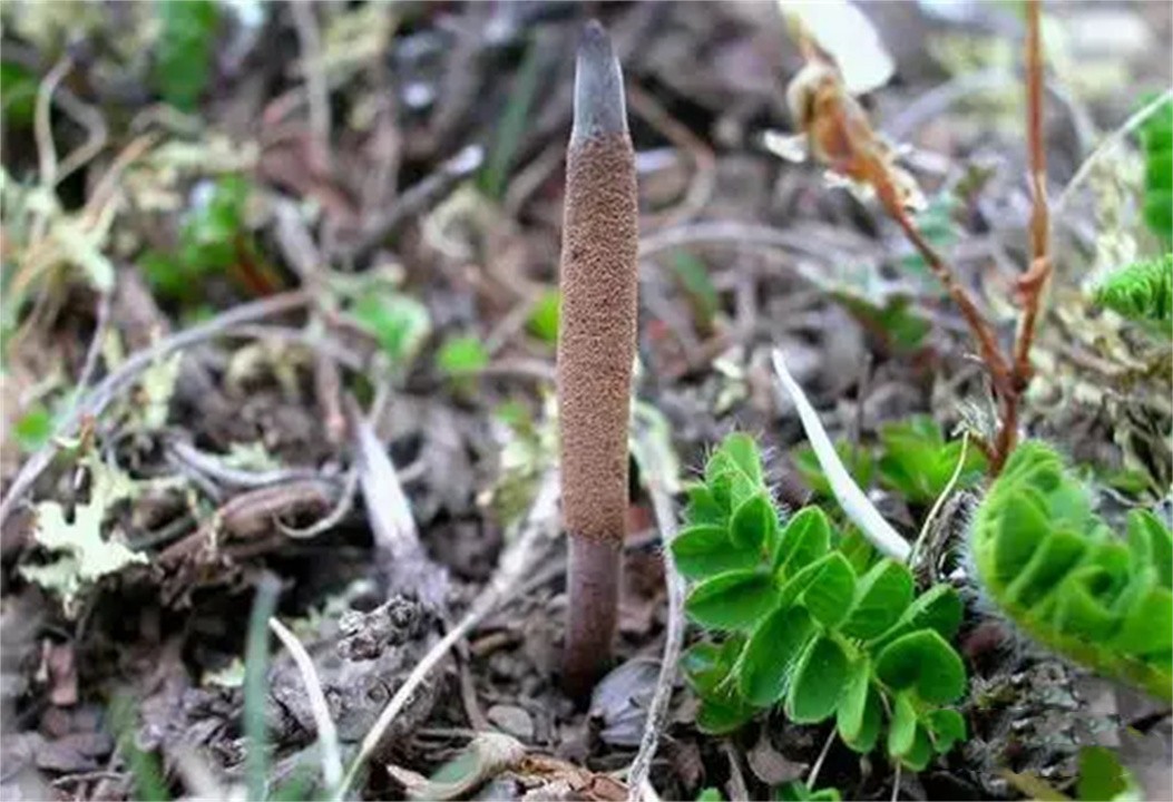 冬虫夏草现价一斤多钱,冬虫草卖五六万一斤值吗