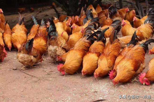 肉鸡消毒的正确方法,肉鸡苗场消毒