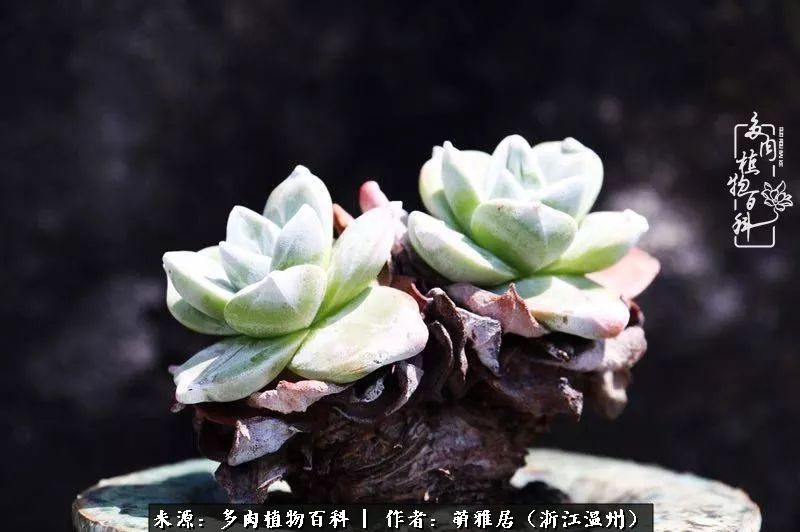 多肉最美的季节已来到,多肉最美的季节来临