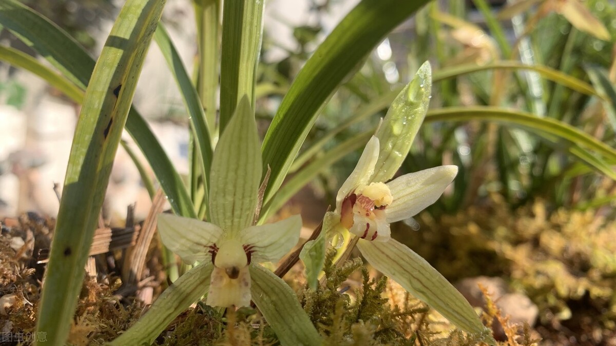 兰花养得好看,兰花养哪种好看还好养