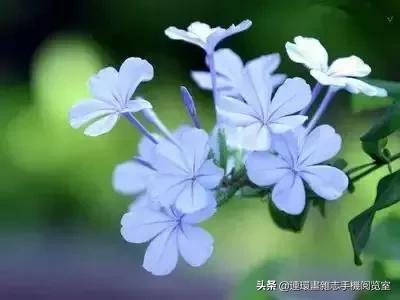 各种花的花语文案,花的花语100种