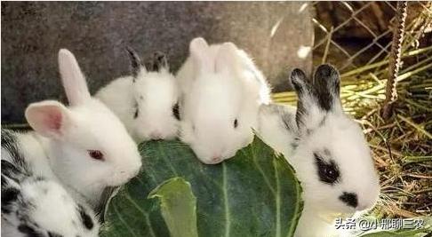 兔子该如何养殖呢,兔子养殖技巧及兔子粪便处理