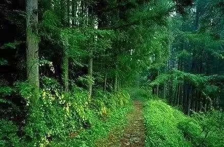 解读谜一样的大兴安岭，触手可及却又掩着神秘的面纱不肯轻易示人