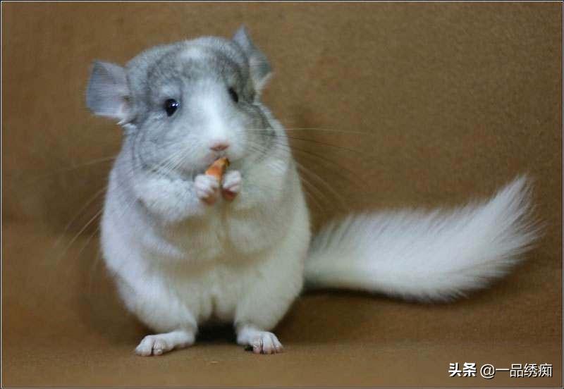 龙猫剪牙注意什么,第一次养龙猫选什么品种