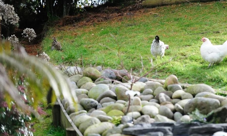 100万澳元墨尔本买农场能买多少亩,500万买新西兰农场