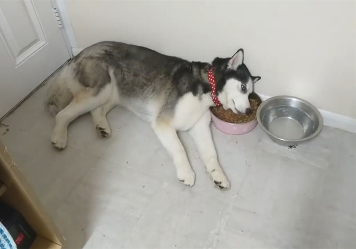 狗狗不吃饭怎么判断是否生病,狗狗拒食护食方法