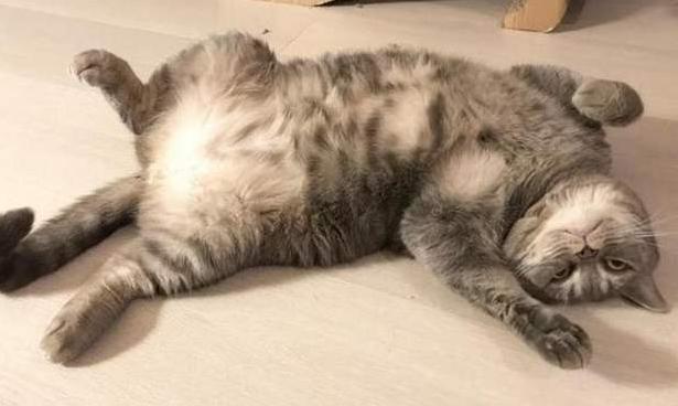 猫咪在床上拉尿怎么教训,猫咪想尿尿时会有哪几种反应