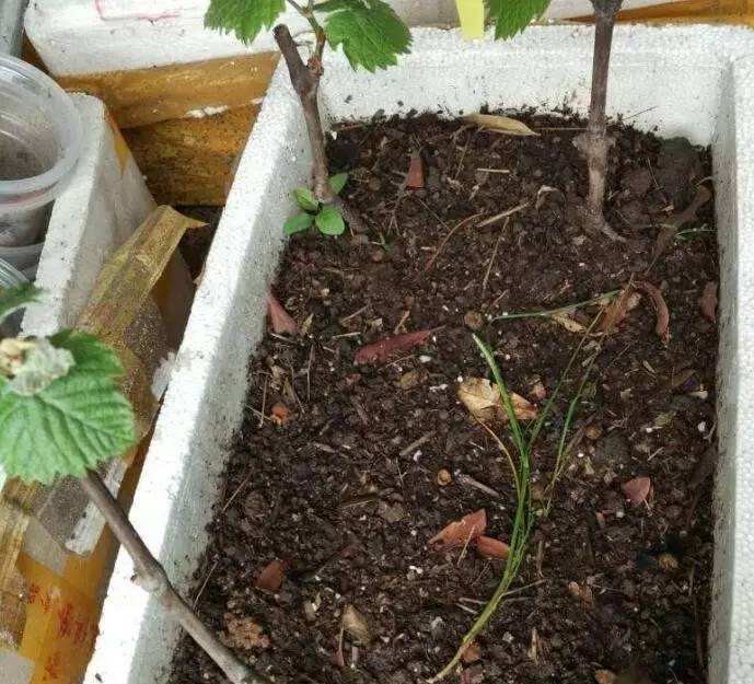 盆栽葡萄如何扦插,盆栽葡萄剪枝最好的方法
