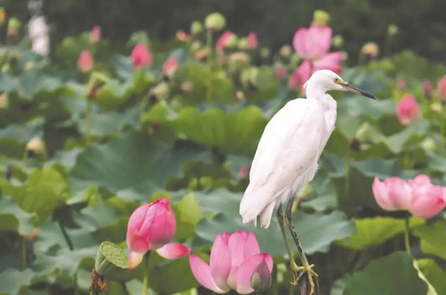 郫都区三道堰有哪些好耍的,郫都区三道堰河边哪里好玩