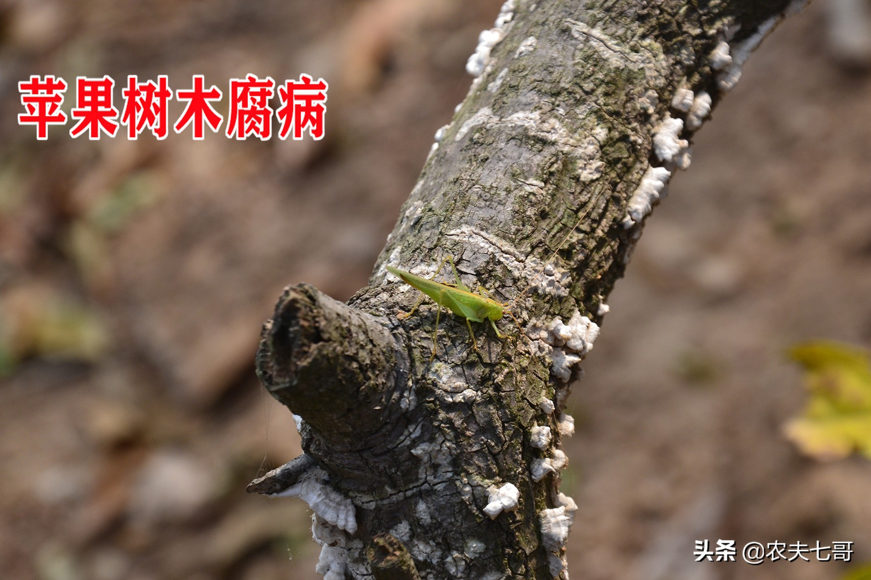 苹果树真菌病害,苹果树干木质部腐烂