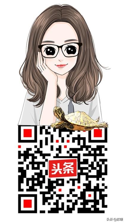 养巴西龟的基本知识,新手养红耳巴西龟怎么养