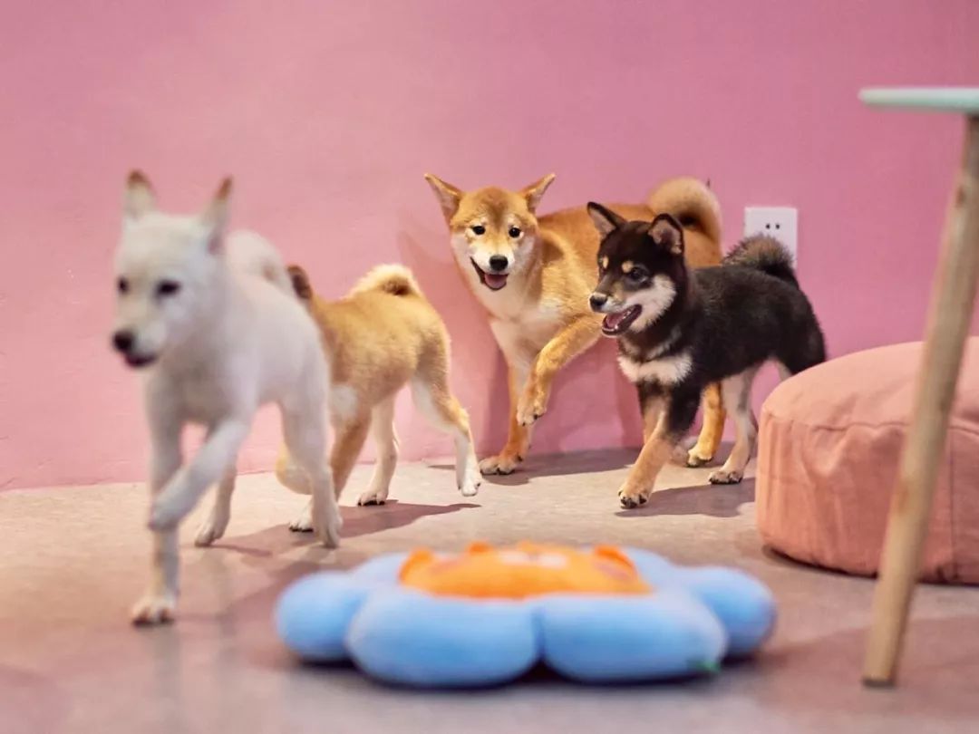 2019宠物排名,2022宠物排行榜