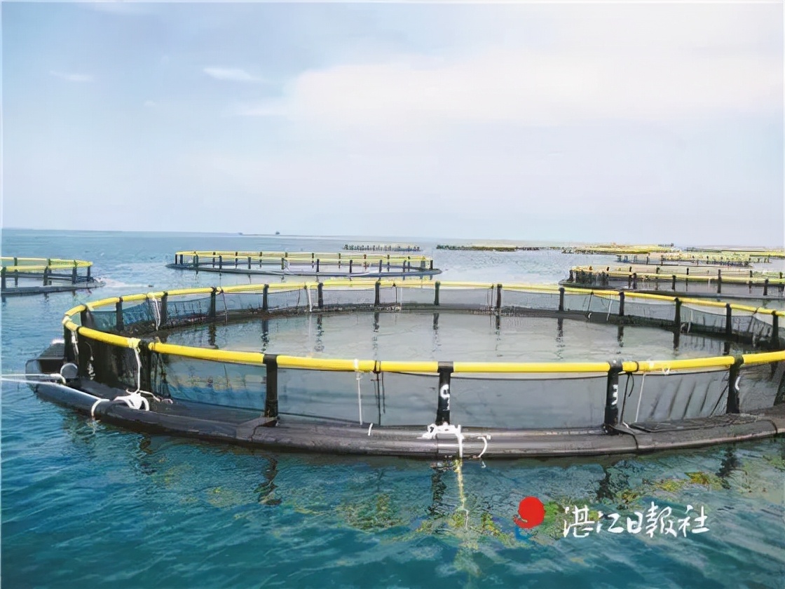 不孕不育更好吃？这种湛江生蚝无心恋爱专注长肉