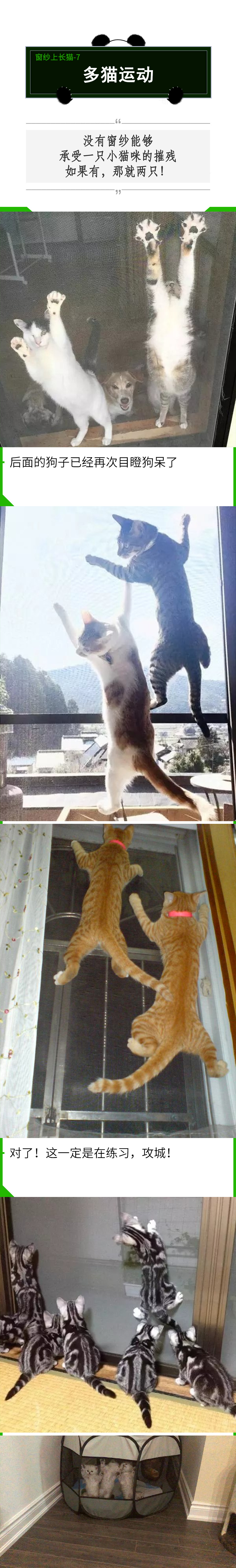 拥有窗纱的家庭，窗户上容易滋生“猫猫壁虎”？