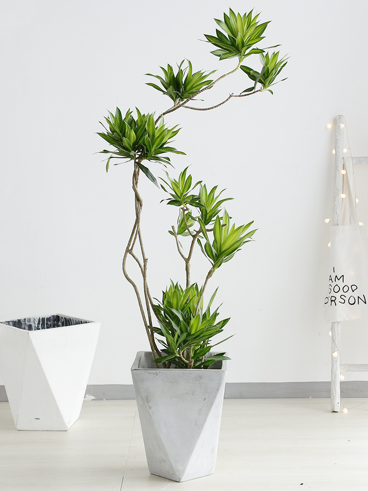 100种绿植大全,50种盆栽绿植花卉大全