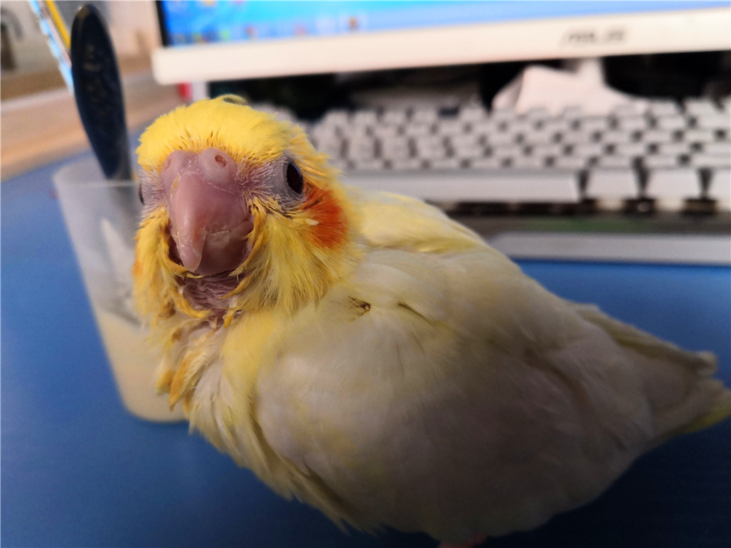 手养玄凤鹦鹉断奶后怎么自己进食,手养玄凤鹦鹉雏鸟多少天断奶