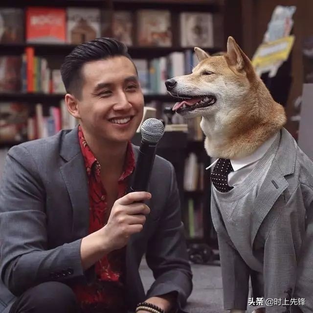 当狗狗穿上服装有多帅,当狗狗照镜子后发现自己是一只狗