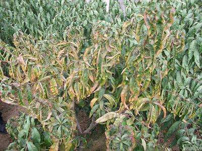 桃树根腐病最佳防治方法,桃树根腐病原因和治疗方法