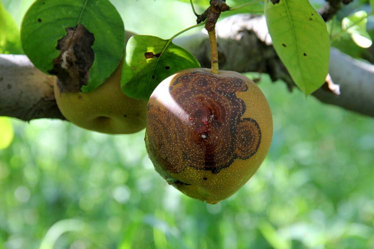 梨树10种常见病虫害的防治技术,运城梨树病虫害防治全年用药表