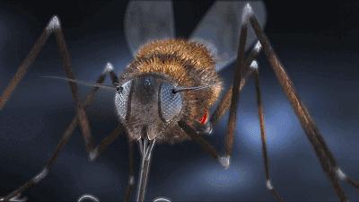 日本的变态杀蚊子神器,日本蚊子驱蚊神器