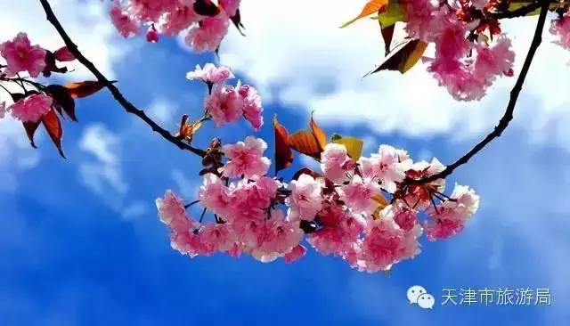 天津除了桃花堤哪里还有桃花,天津看桃花的北运河桃花堤