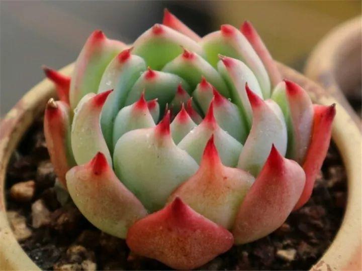 什么多肉夏天也可以继续生长,教你十大多肉养护技巧