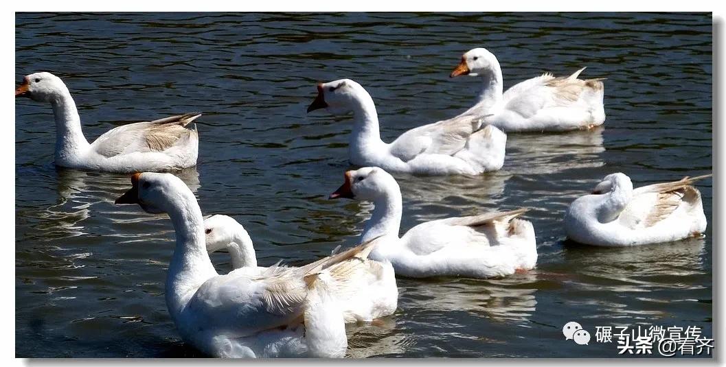 齐齐哈尔碾子山地锅炖,碾子山巧媳妇地锅炖
