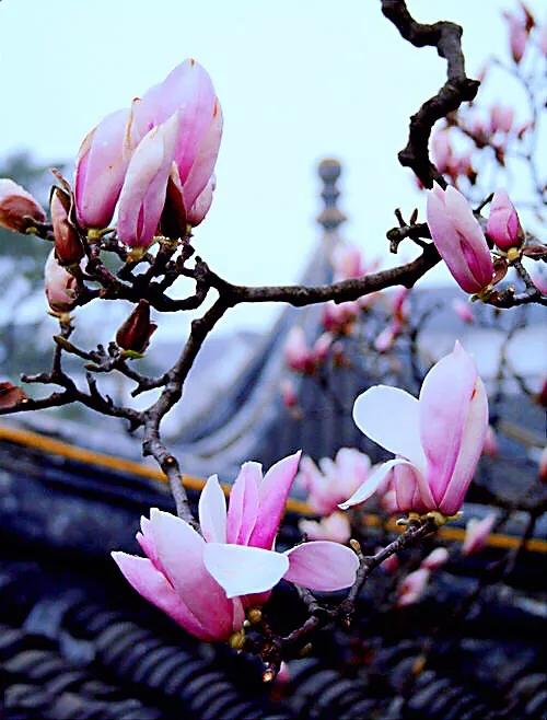 望春玉兰～早春先叶开放，花色素雅，美丽壮观