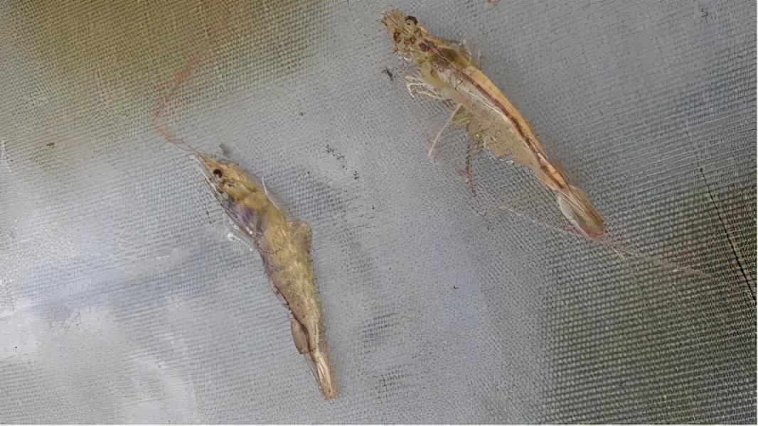 白露养虾的正确方法,白露节水产养殖方法