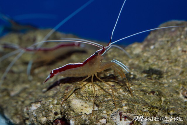 宠物虾简单养殖,虾类宠物观赏