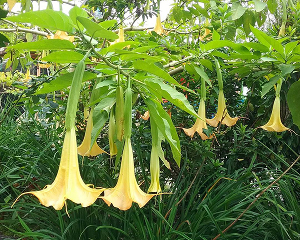 春天开放的十种花介绍,冬季里开花的15种花卉