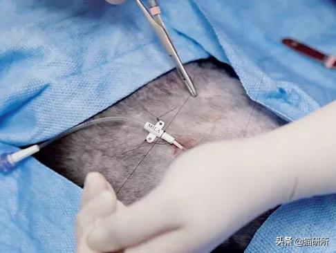 猫脓胸和乳糜胸鉴别诊断,猫得乳糜胸会好吗