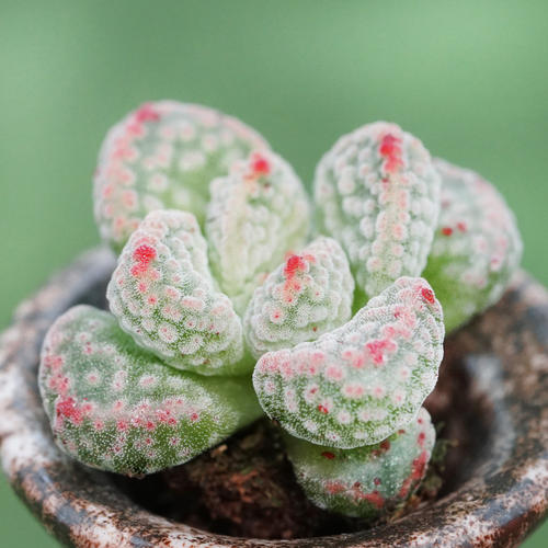 1000种多肉植物图鉴大全大图,景天科1000种多肉植物图鉴