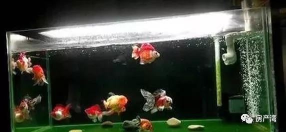 金鱼怎么养鱼不会死,金鱼全死了后怎样重新养鱼