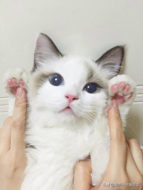 猫尿味怎么彻底去除衣服上的,地板砖上的猫尿味怎么去除