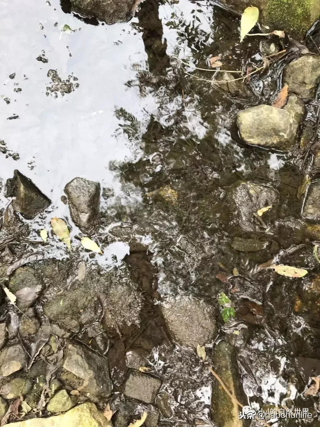 大草龟和小草龟谁好养,变异草龟和草龟的区别