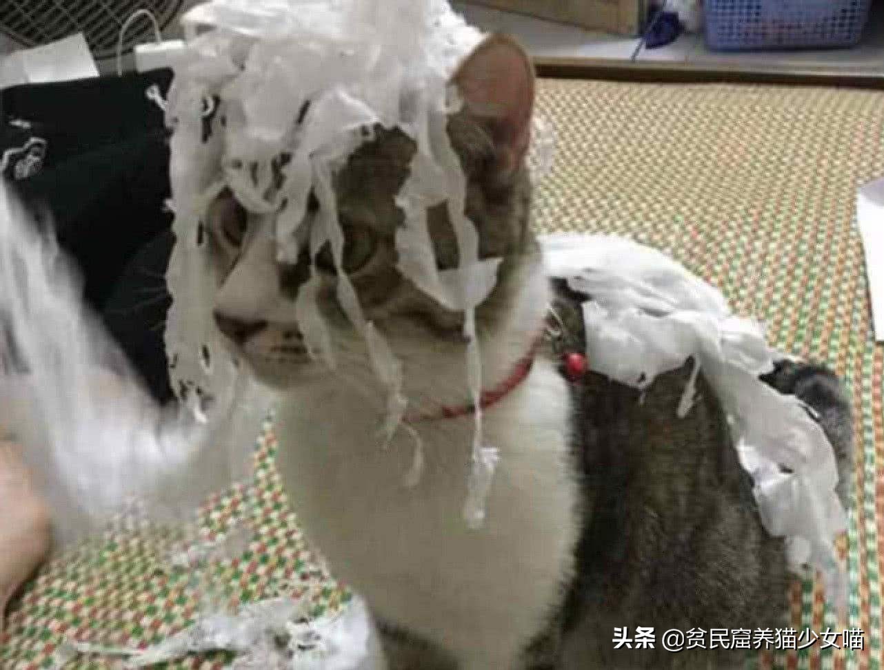 猫咪爱撕卫生纸怎么办,淘气的猫咪该怎么办
