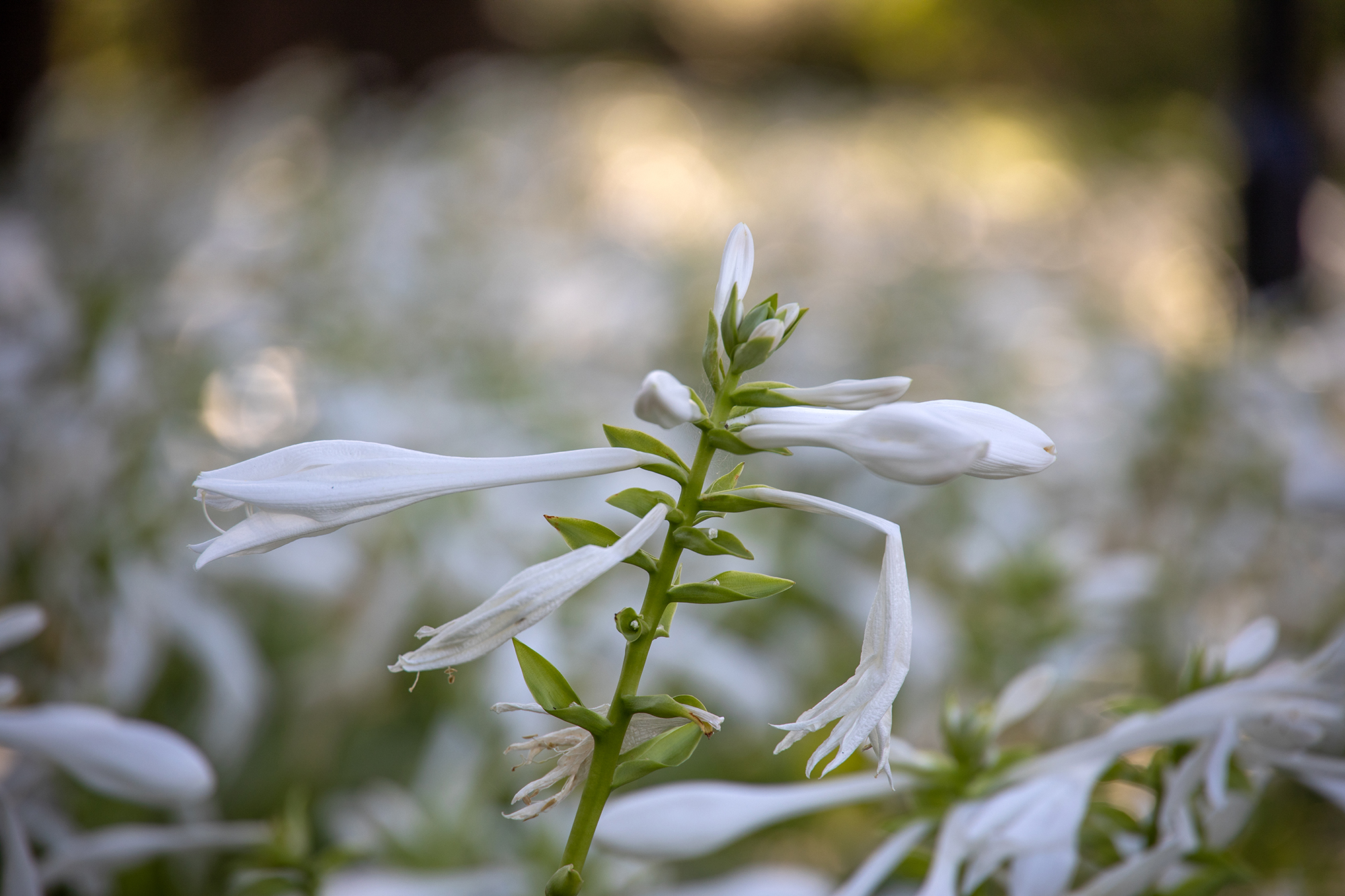 佳能ef24mmfm2.8广角镜头测评,佳能rf24-240镜头缺点