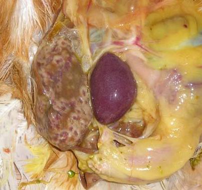 如何诊治鸡的痛风病呢,鸡痛风病怎么引起的