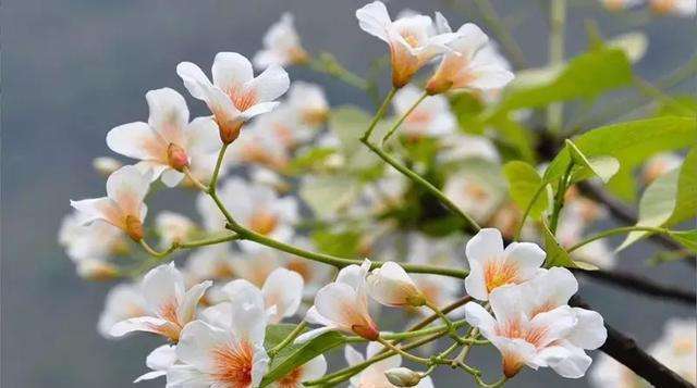 农村的野花野草哪几种可以吃,常见的野花野草却是农家之宝