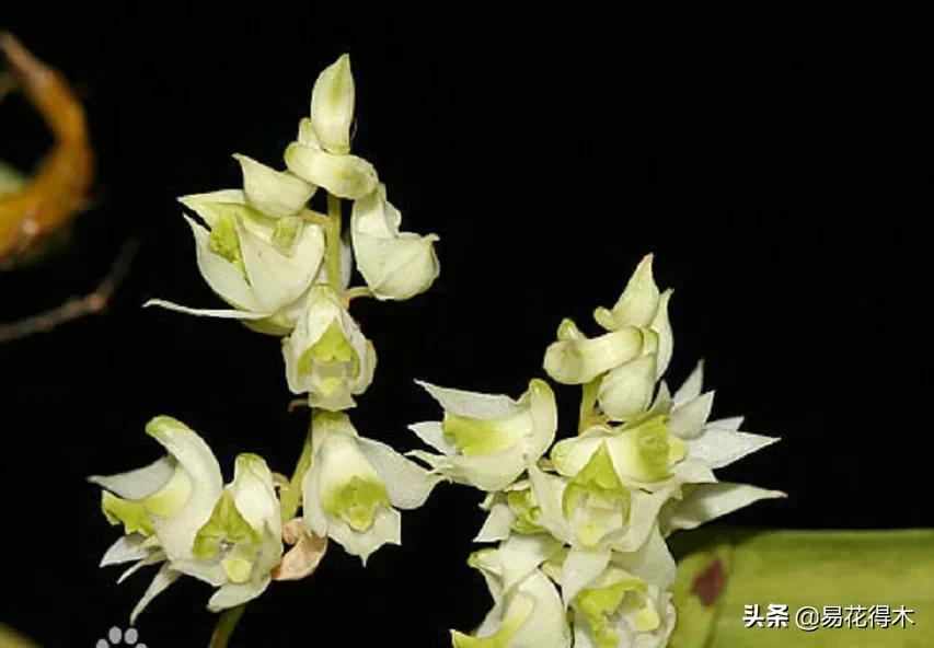 石斛分类小知识,石斛多少种哪一种比较好