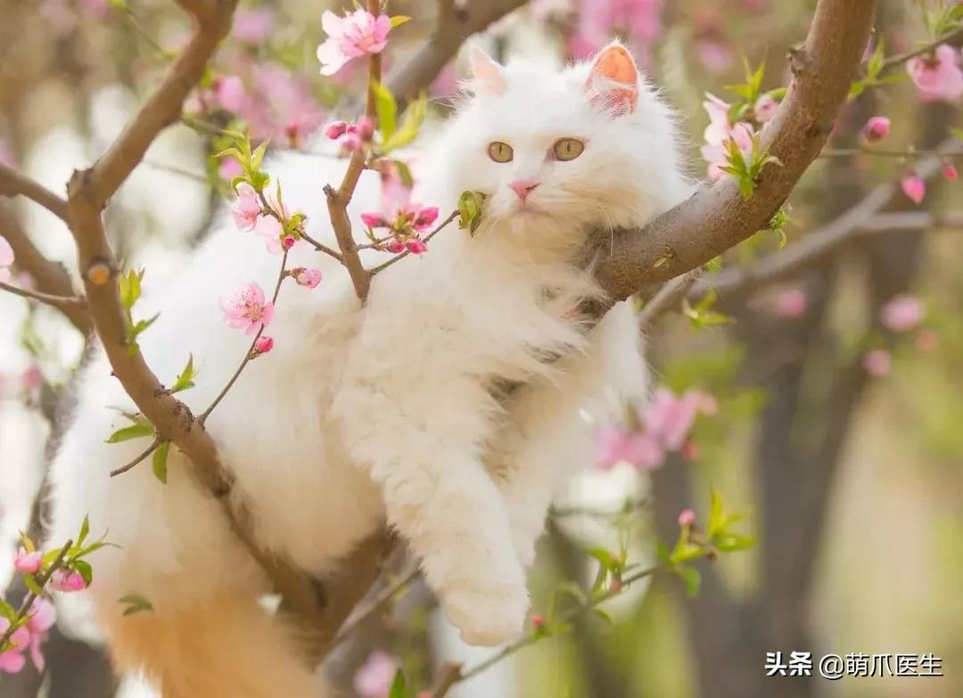 “你根本不爱猫，你就是馋它的身子！”