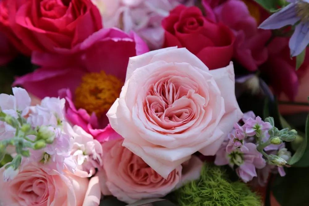 不同颜色的玫瑰花语,香槟玫瑰花语和寓意