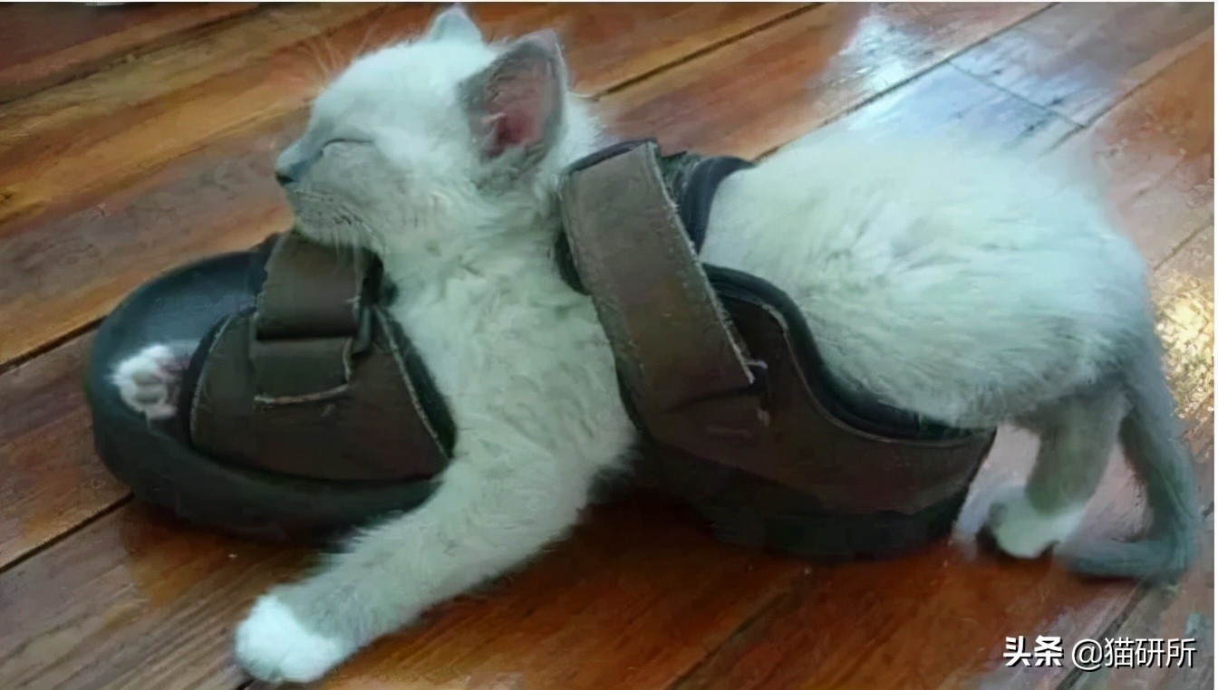 脚气传染猫咪 (猫咪脚气一般什么症状)