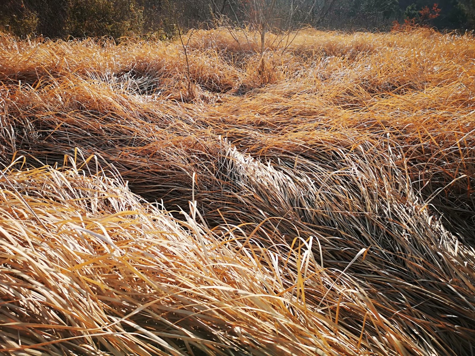 摩托周边旮旯游——探访蚌埠李楼鲁山寺遗址（上）